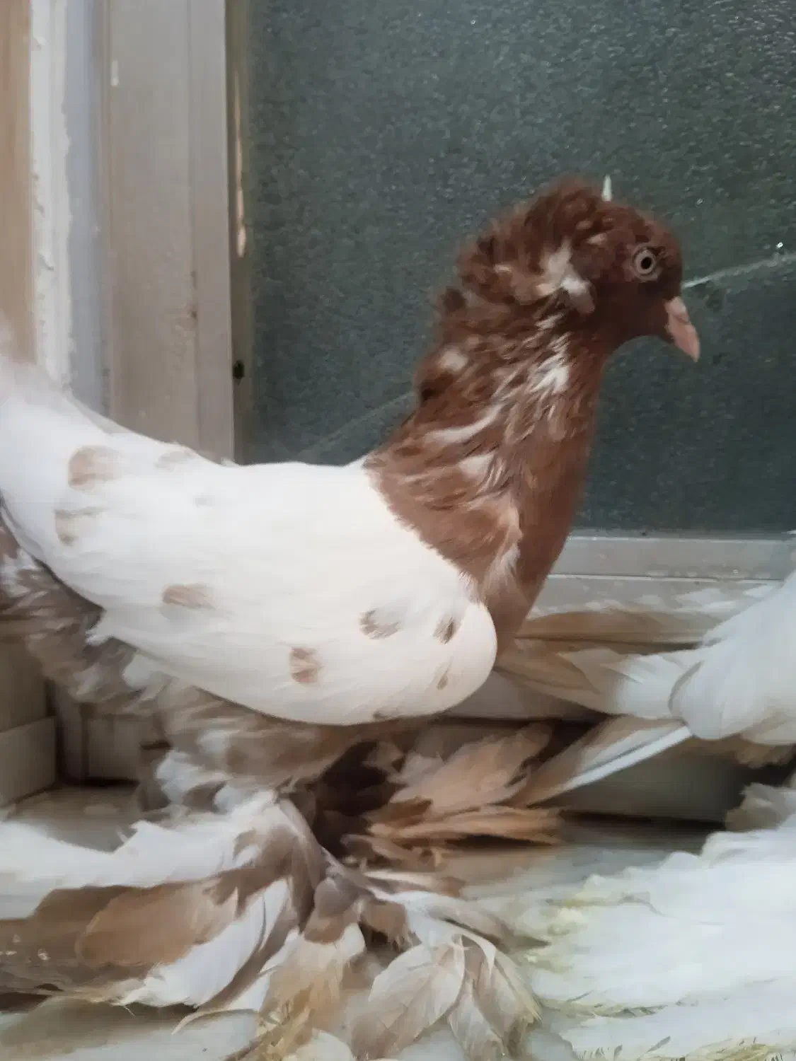 فروشی|پرنده|مرند, |دیوار