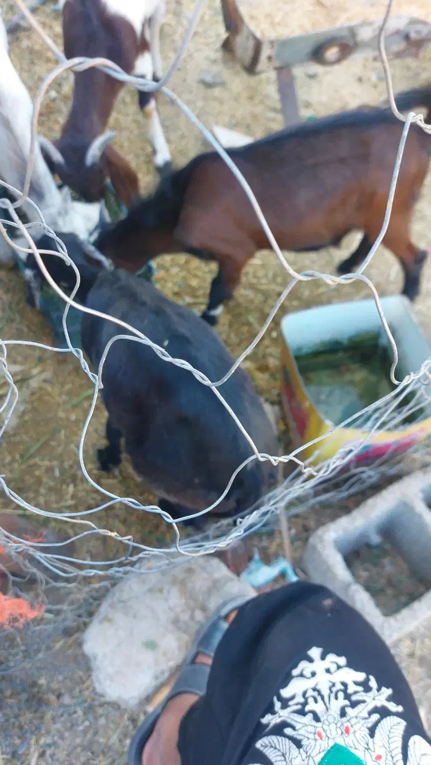 دو عدد کهر یک نر یک ماده  سر حال|حیوانات مزرعه|بلوک, |دیوار