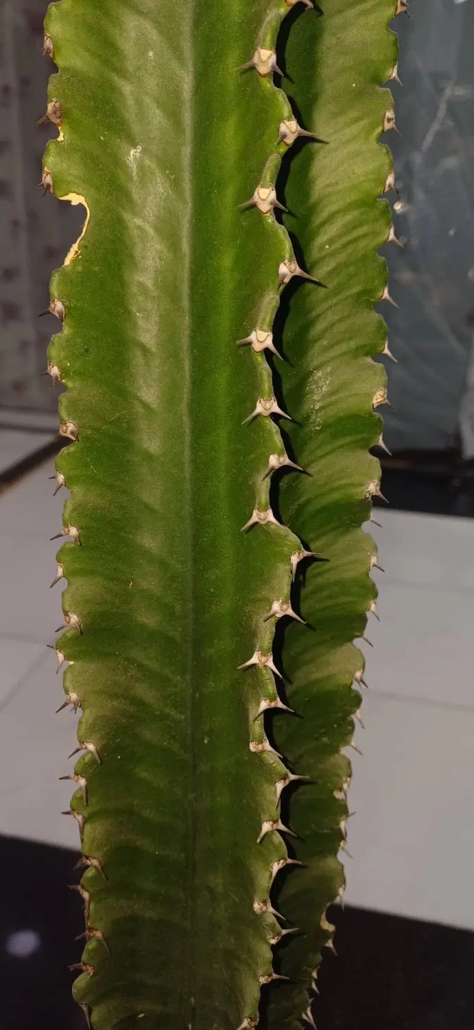 Euphorbia ingens)|گل و گیاه طبیعی|تهران, چوب تراش|دیوار