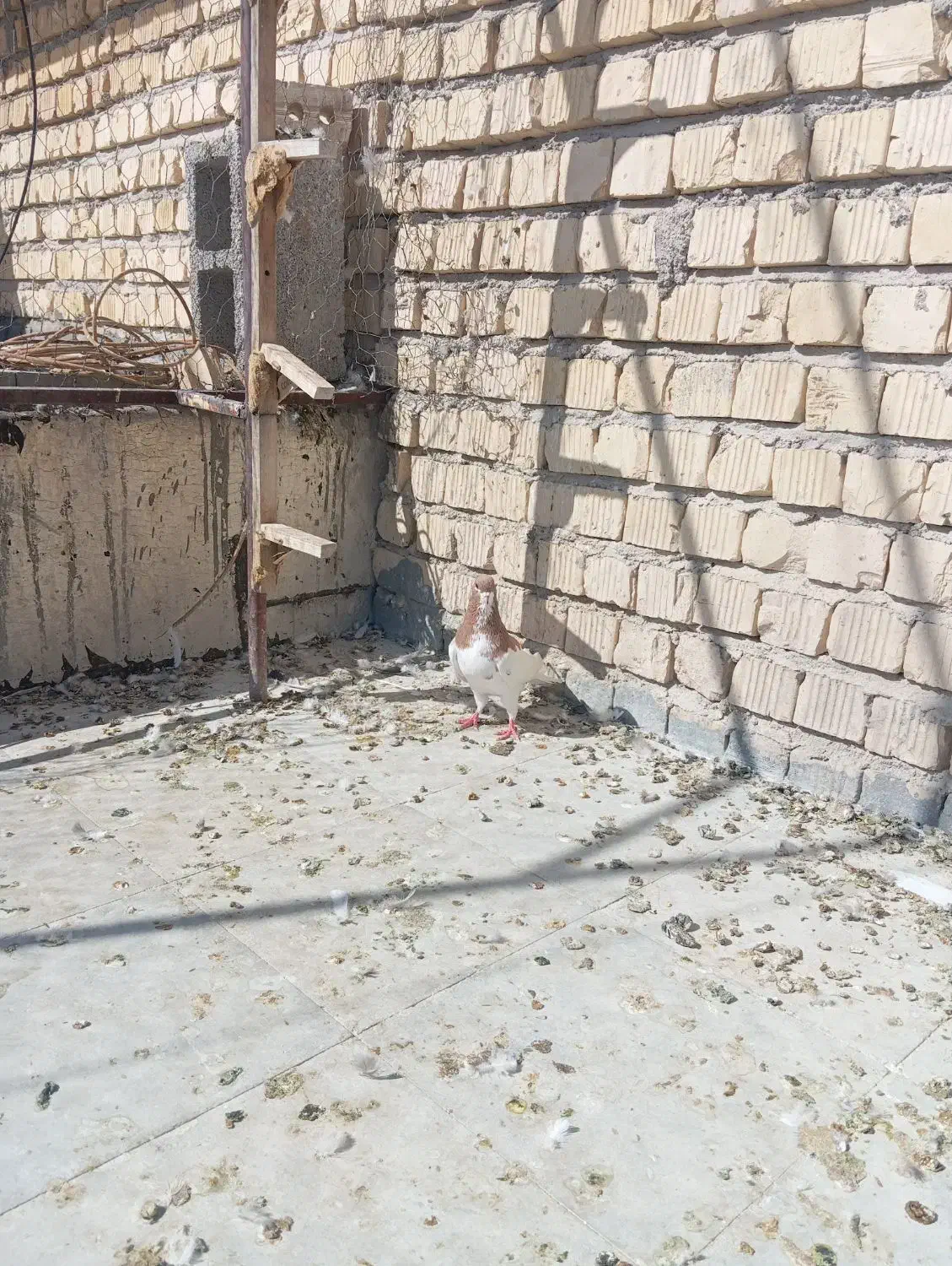کفتر یا کبوتر|پرنده|مرودشت, فاز دوم شهرک فرهنگیان|دیوار