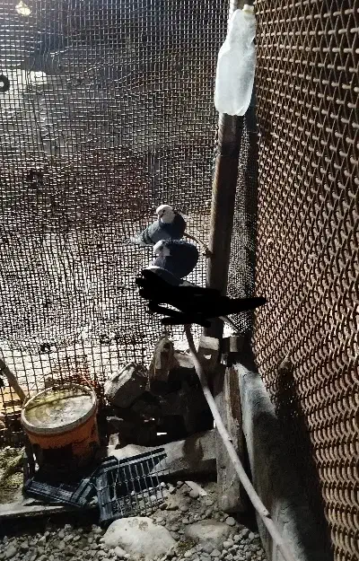 شازده|پرنده|سرپل ذهاب, |دیوار