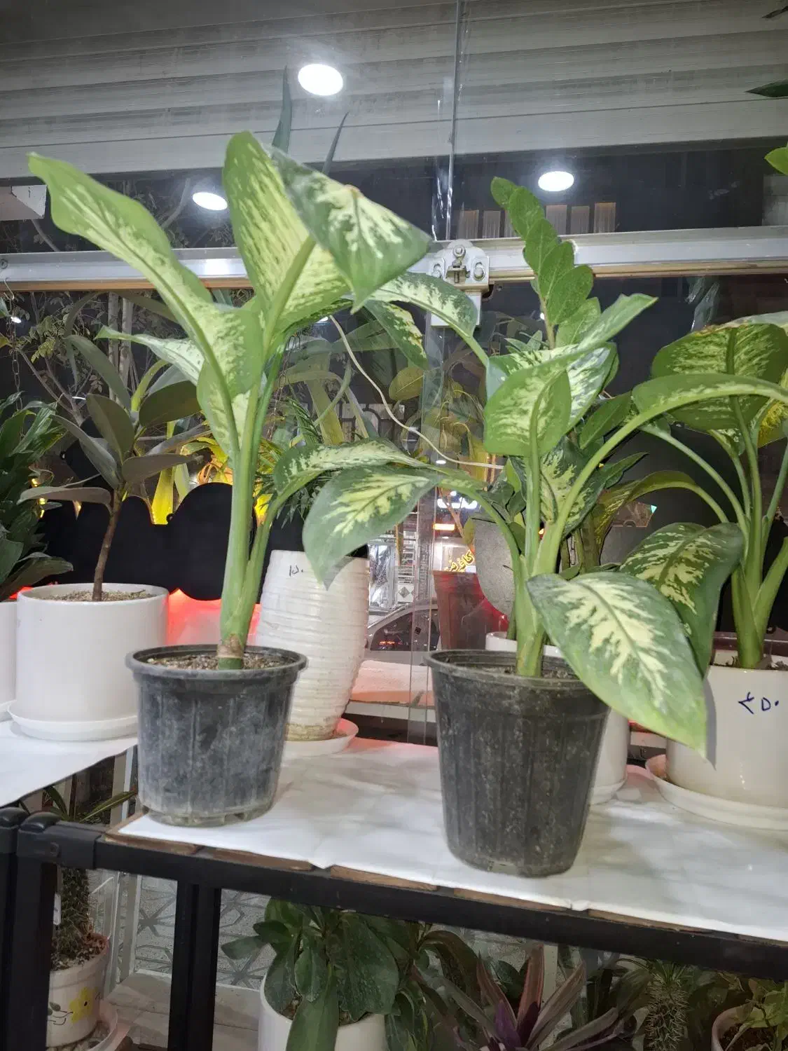 گل وگیاه طبیعی|گل و گیاه طبیعی|مشهد, هنرور|دیوار