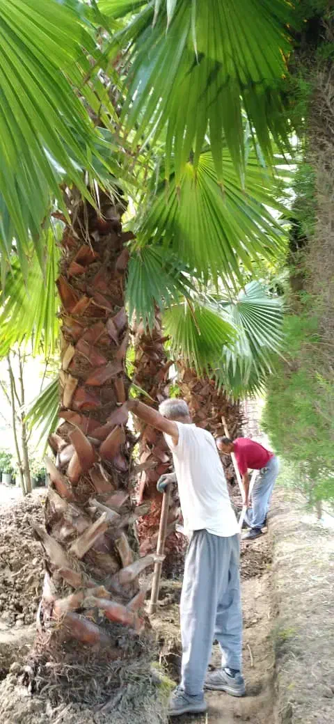 انواع نخل فونیکس پالم فینیکس یوکا|گل و گیاه طبیعی|سلمانشهر, |دیوار