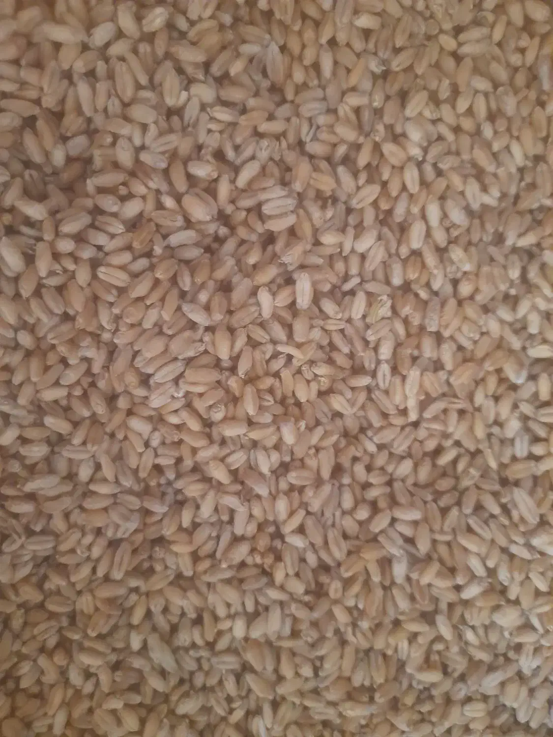 گندم رقم کلاته دیم|لوازم جانبی حیوانات|مینودشت, |دیوار