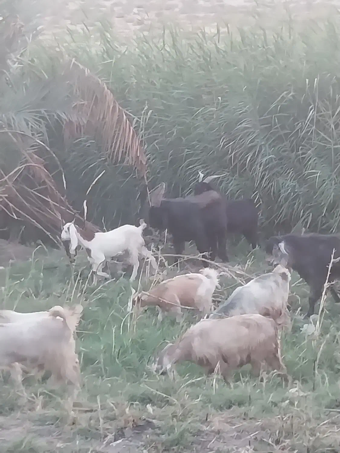 دو عدد کهره یک ساله|حیوانات مزرعه|دوگنبدان, |دیوار