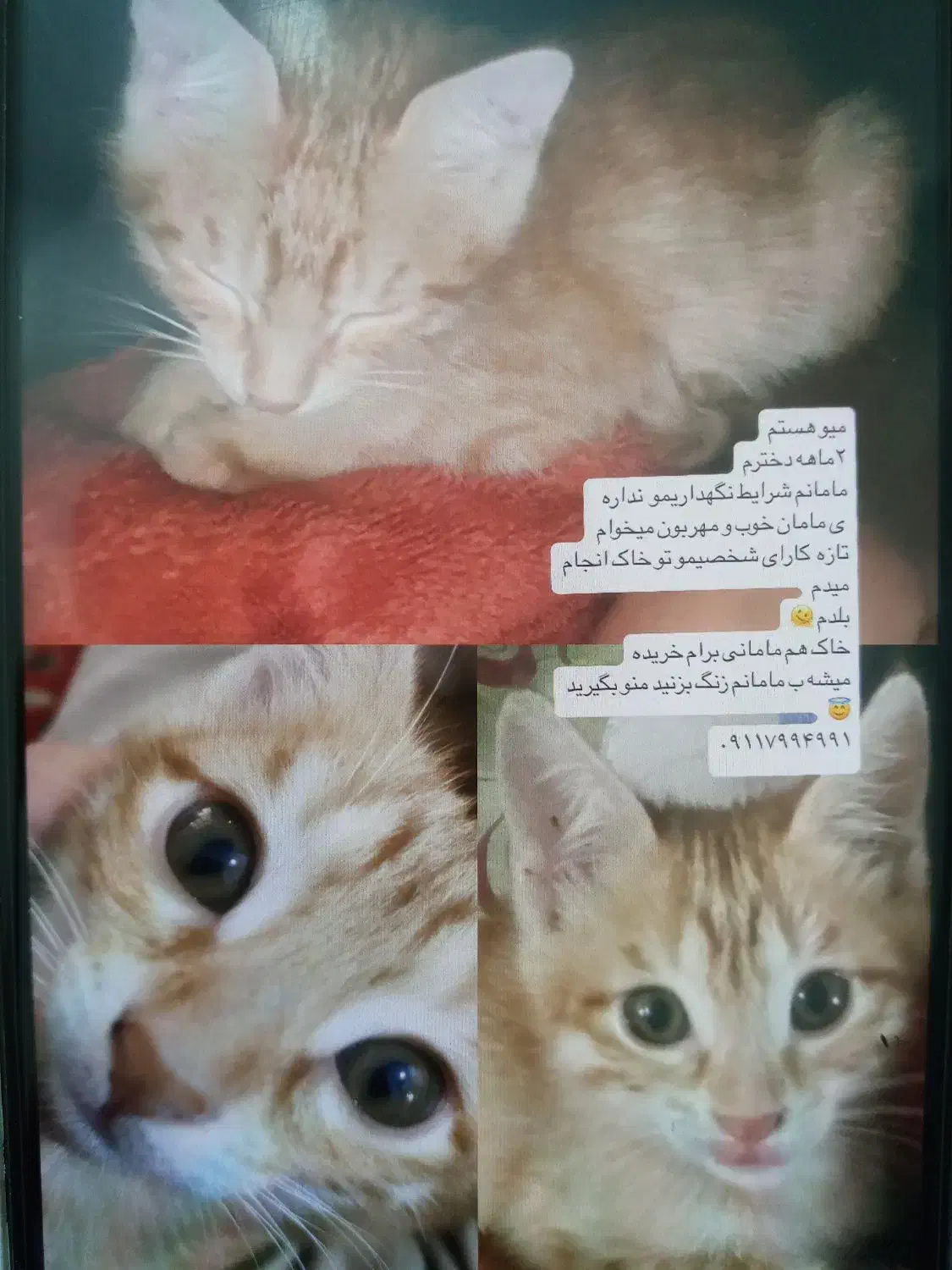 واگذاری بچه گربه ماده|گربه|رشت, حومه رشت|دیوار