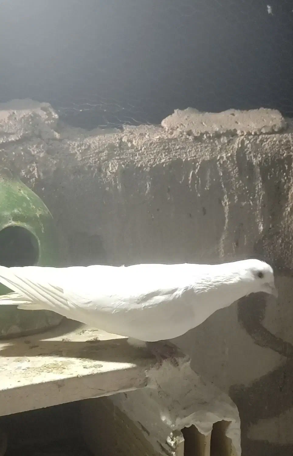 کبوتر .گرفتنی|پرنده|صباشهر, |دیوار