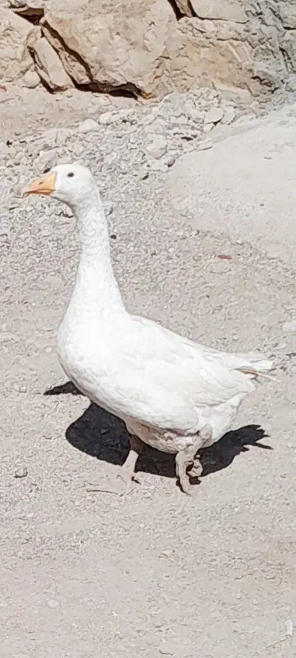 قاز ماده|حیوانات مزرعه|پلدختر, |دیوار