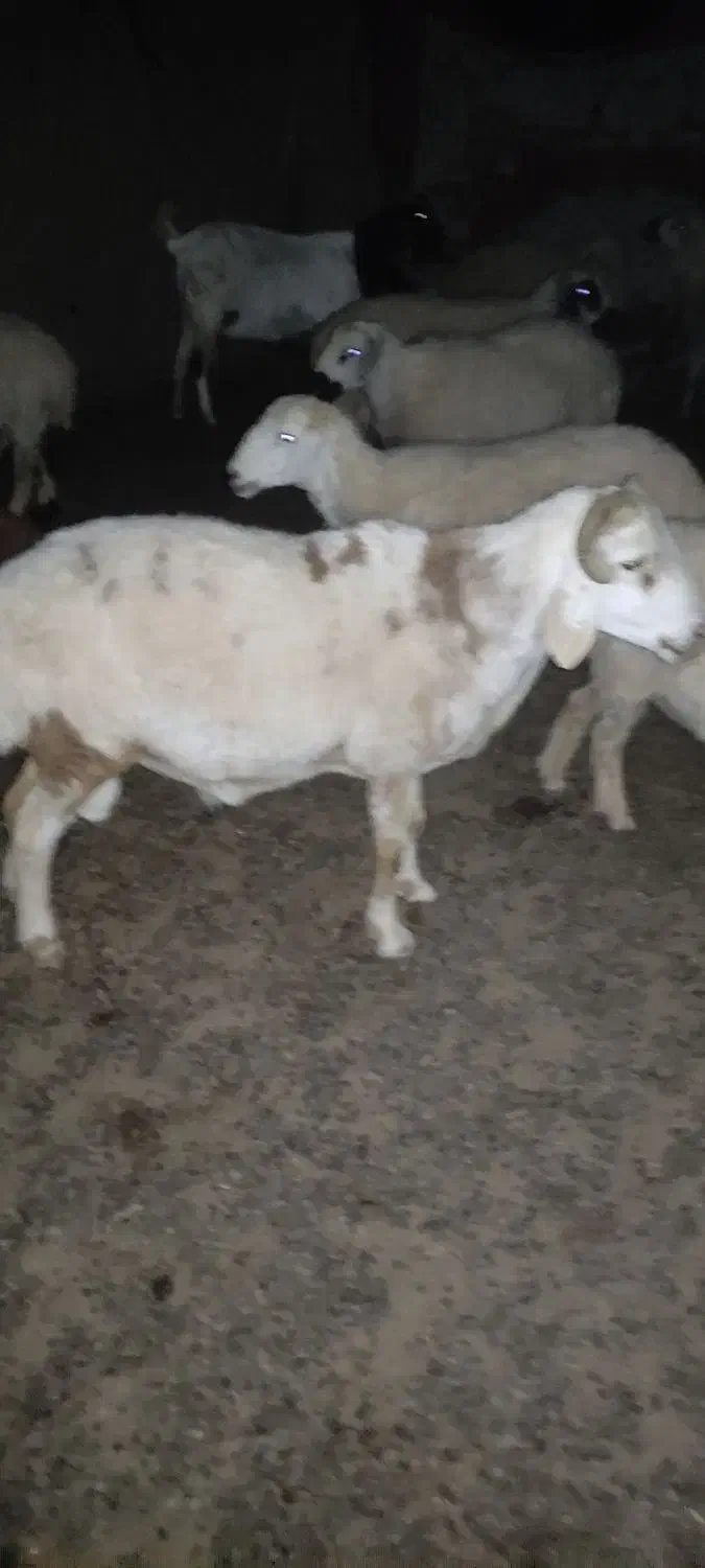 فروش قوچ|حیوانات مزرعه|جازموریان, |دیوار