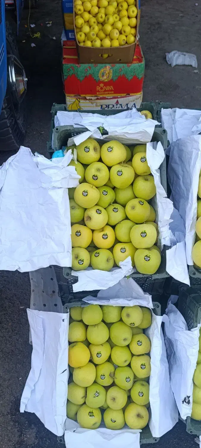 فروش سیب درختی .|عمدهفروشی|قوچان, |دیوار