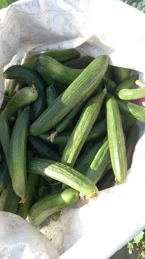 شوش|خوردنی و آشامیدنی|شوش, |دیوار