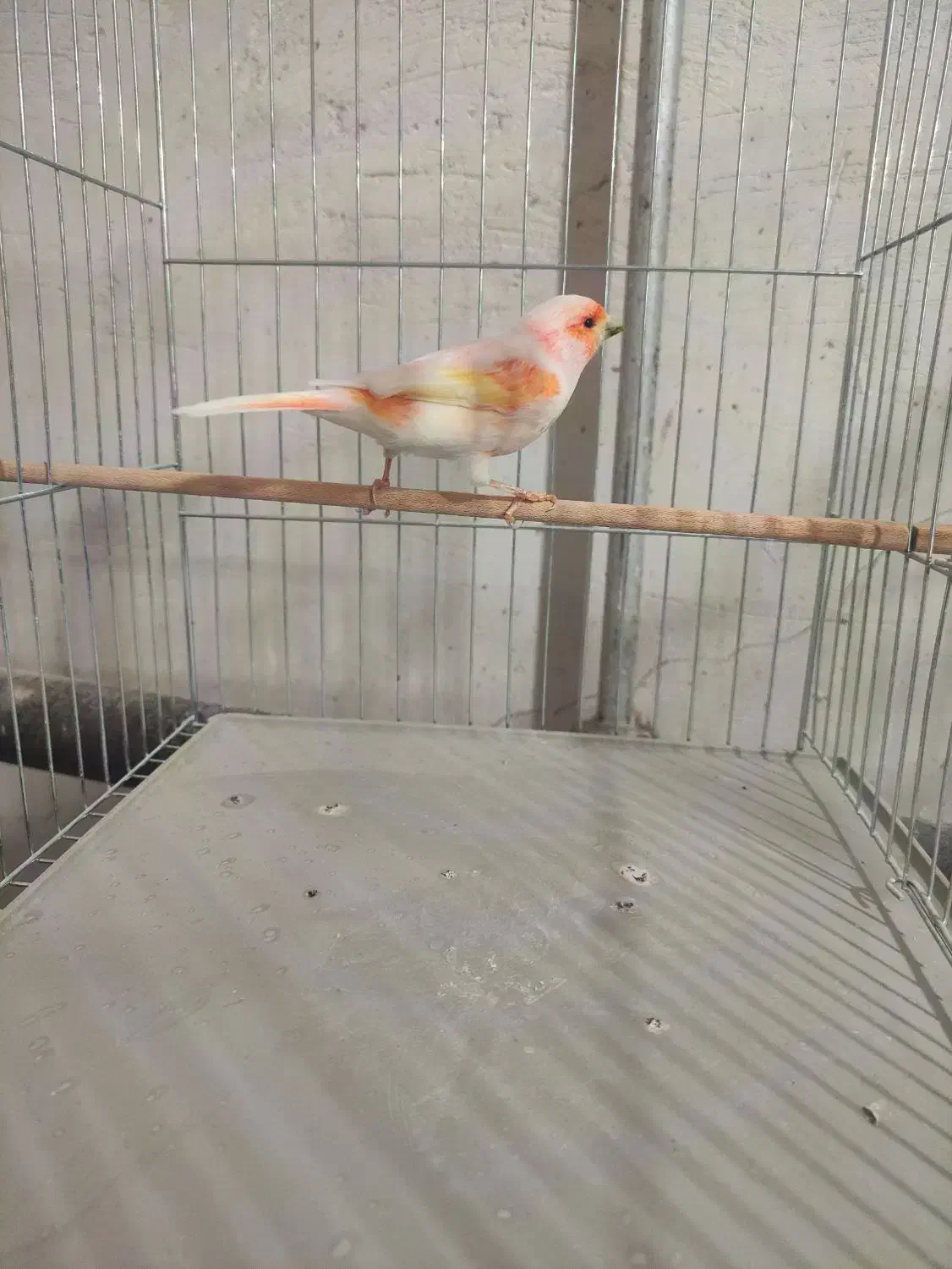 قناری موزائیکی نر مست|پرنده|تکاب, |دیوار