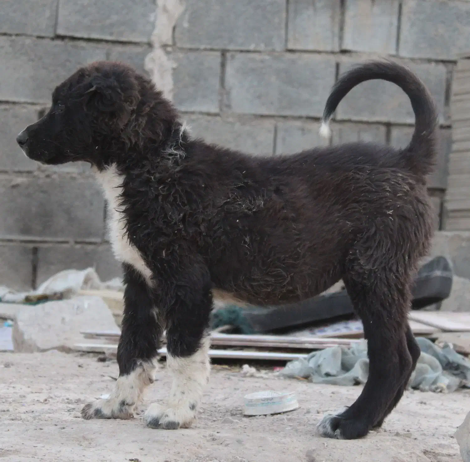 سگ قدرجونی ماده قهدریجانی|سگ|شهرضا, |دیوار