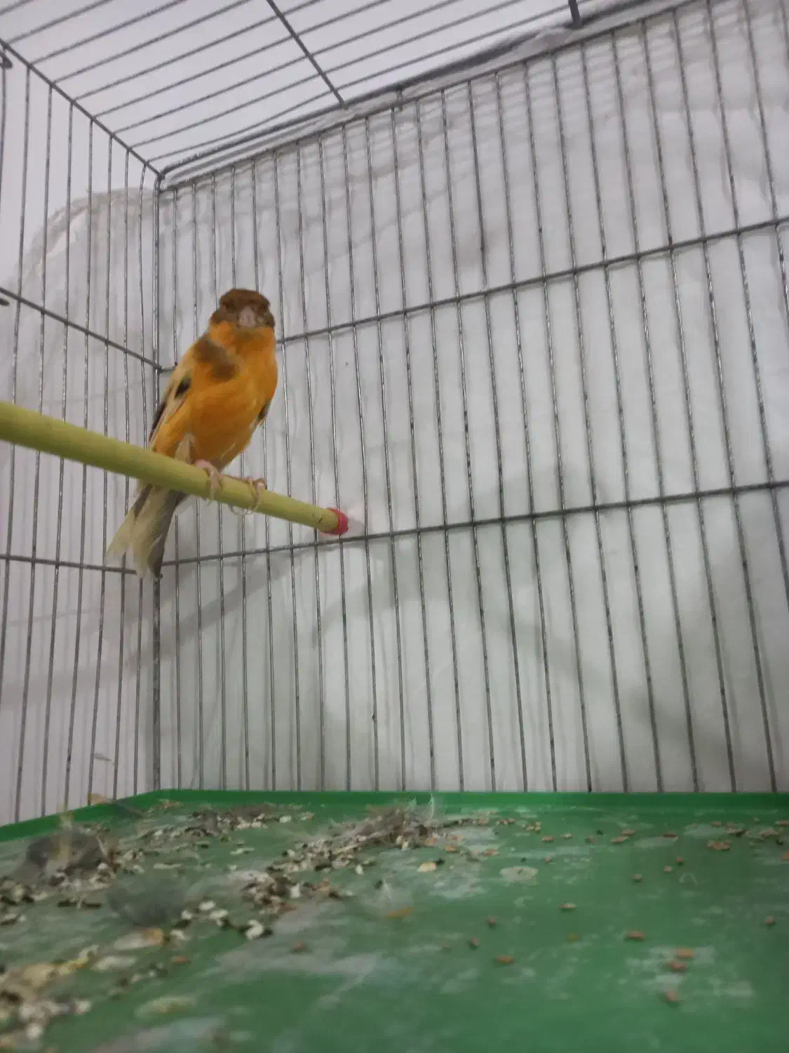 قناری نر ابلغ|پرنده|ملایر, |دیوار