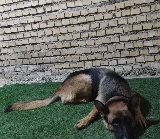 ژرمن شیپر ماده|سگ|بندر ماهشهر, |دیوار