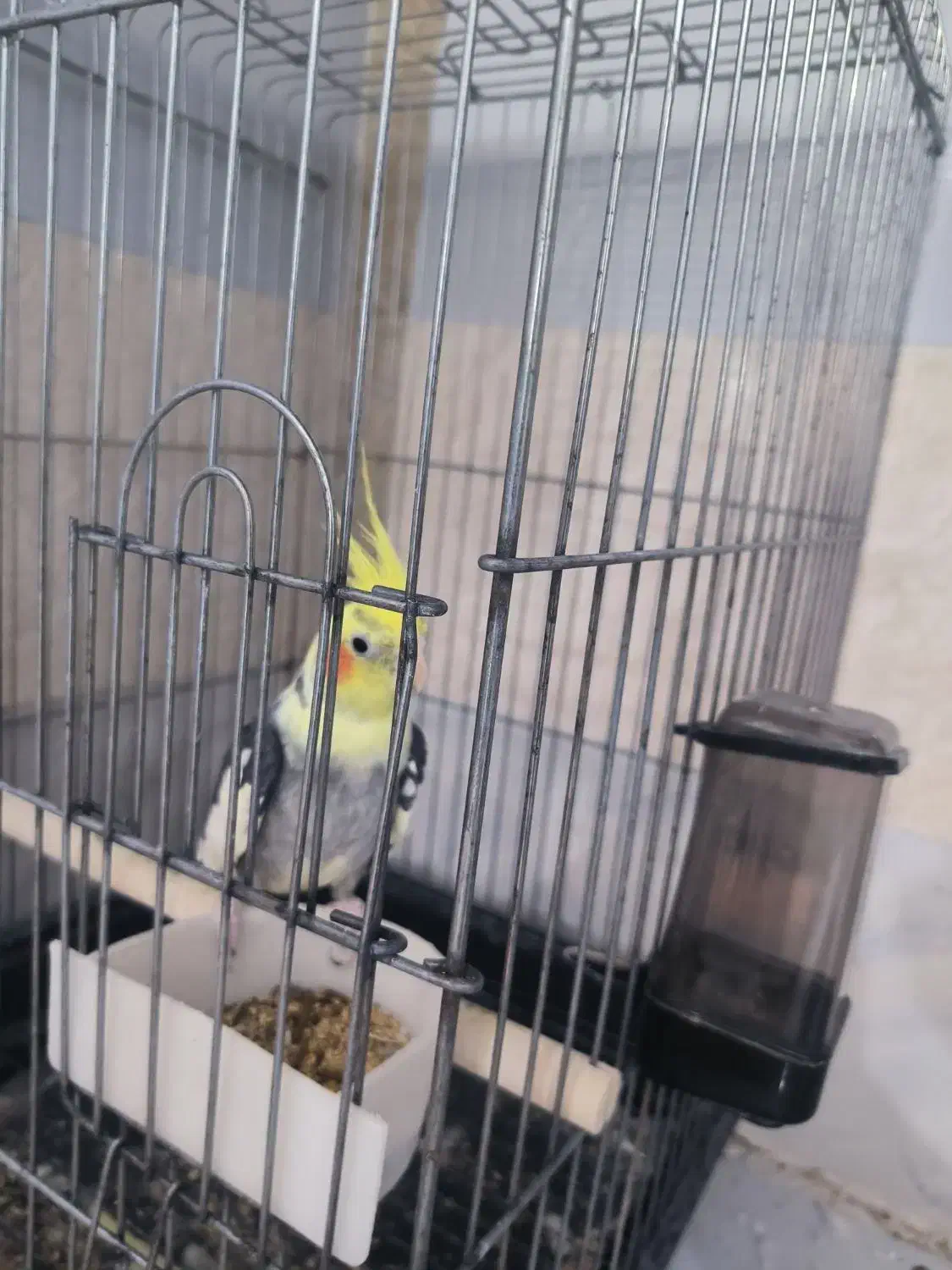 کوتوله زرد|پرنده|میناب, |دیوار