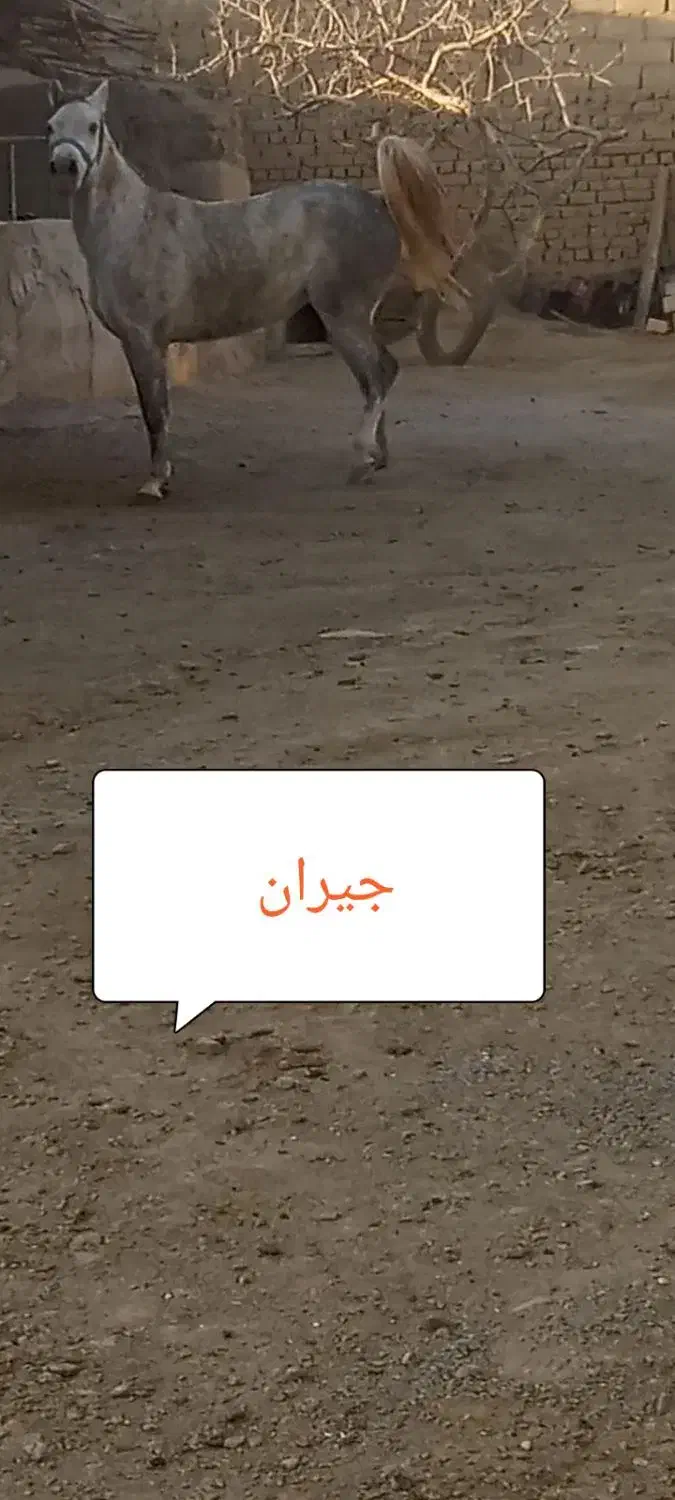 مادیان کرد|اسب و تجهیزات اسبسواری|ملایر, |دیوار