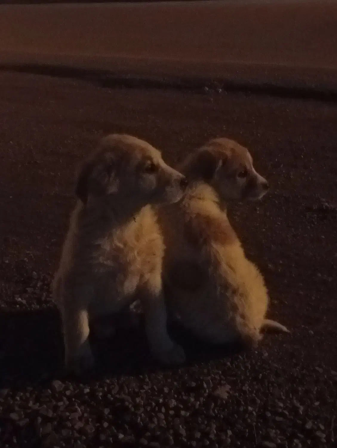 توله سگ ۱ ساله|سگ|قوچان, |دیوار