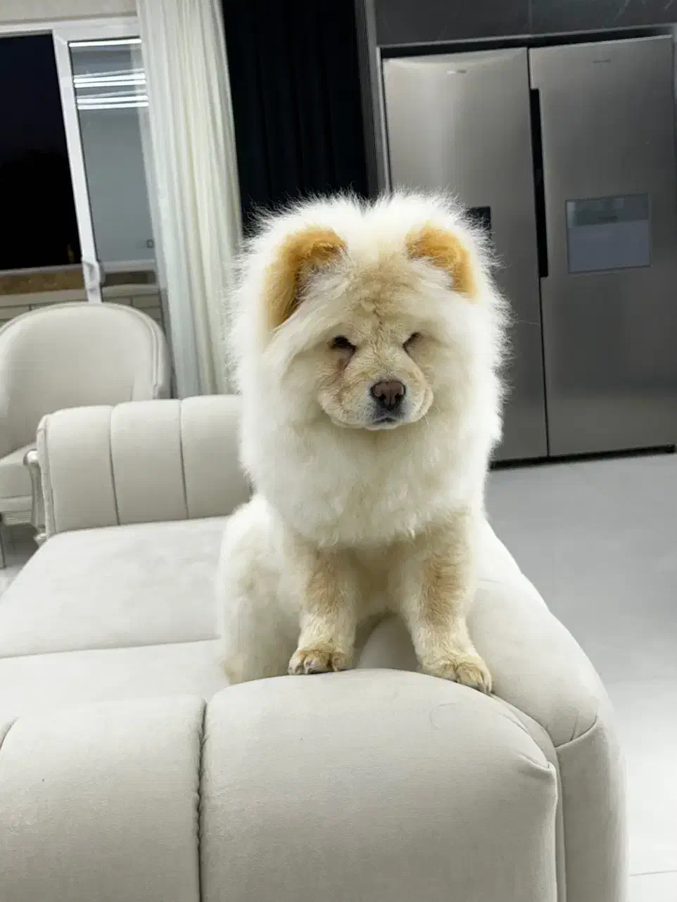 چاو چاو|سگ|فولادشهر, C6|دیوار