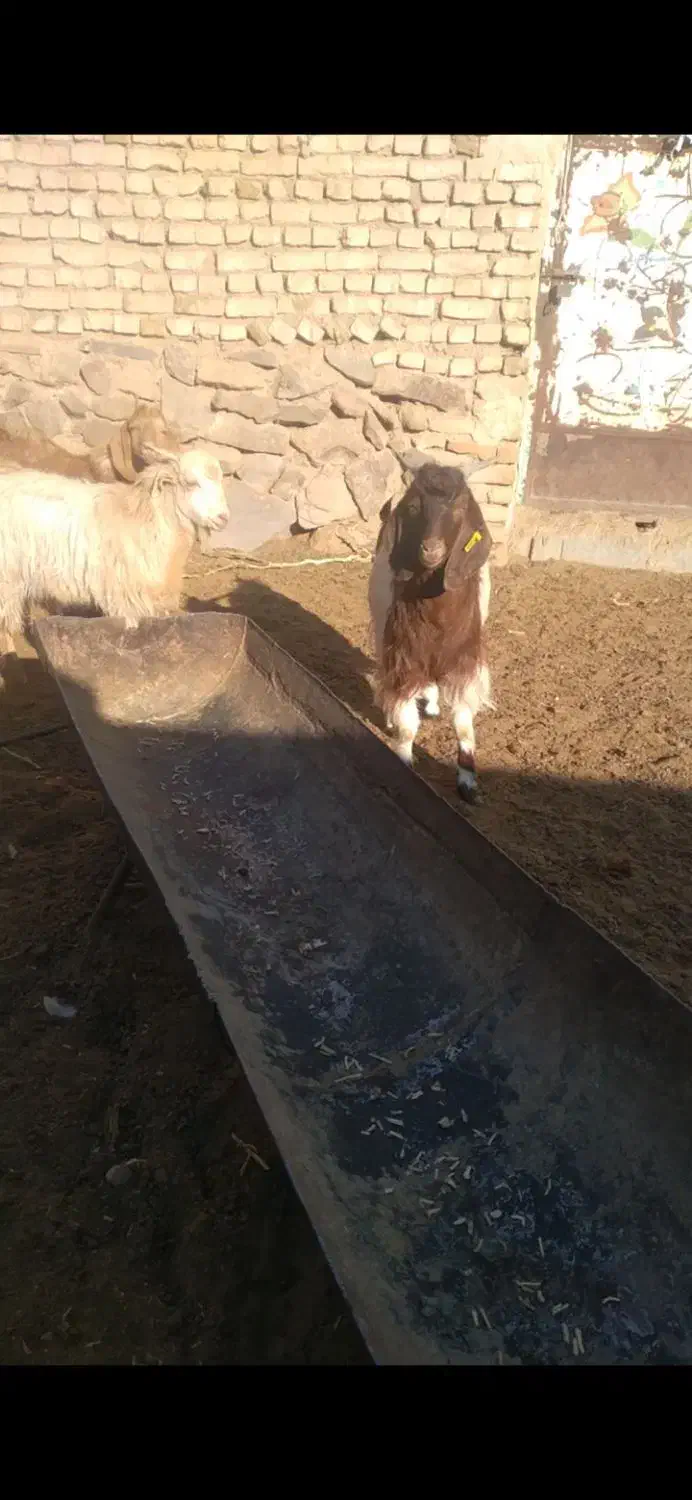 ۳ تا بزغاله نر چاق فروشی گوسفند.میش.بز.بزغاله|حیوانات مزرعه|تربت‌حیدریه, پائین ولایت|دیوار