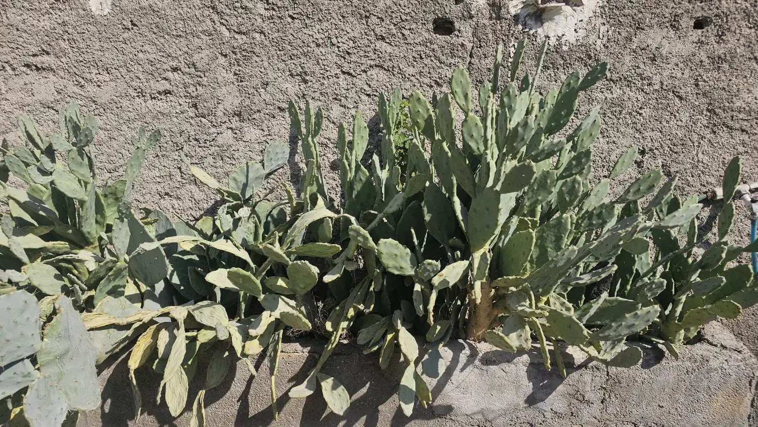 گل کاکتوس|گل و گیاه طبیعی|ری, شهید غیوری (ابن باویه)|دیوار