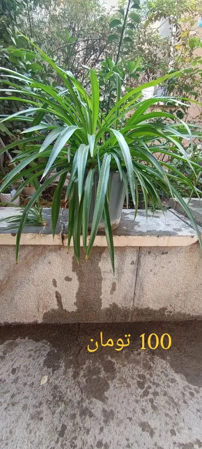 کادوی روز مادر|گل و گیاه طبیعی|شاهینشهر, شهرک ردانی پور|دیوار