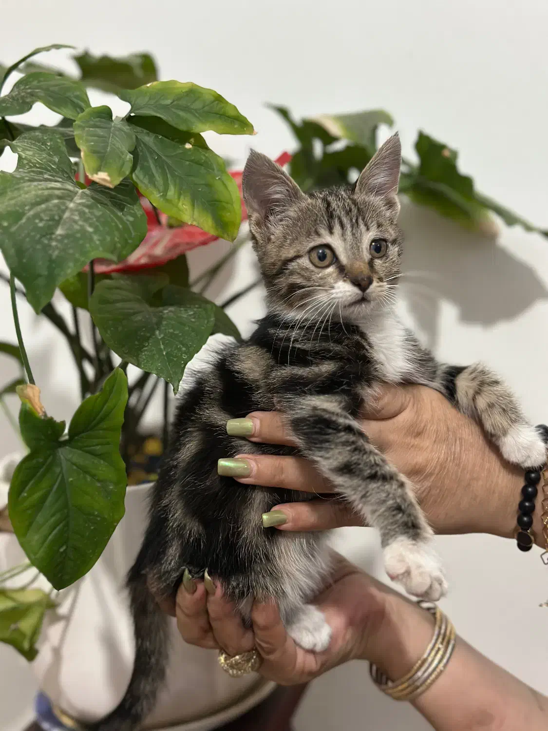 واگذاری گربه|گربه|شهریار, شهریار|دیوار