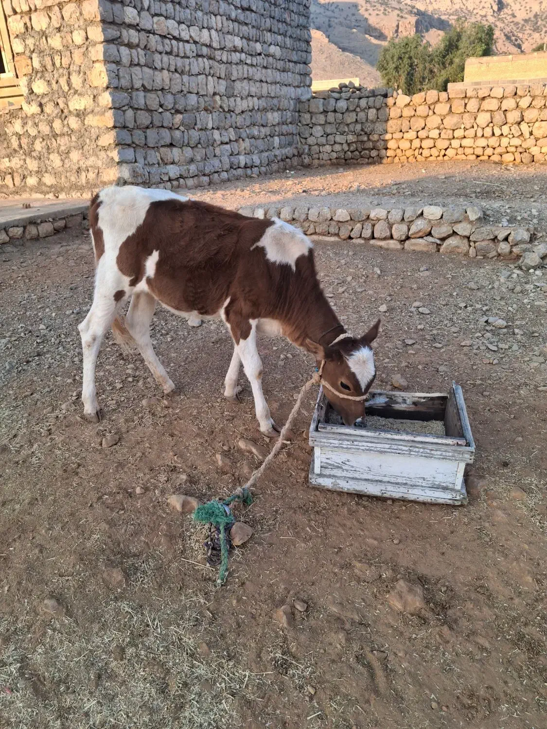 گاو وگوساله|حیوانات مزرعه|ایذه, |دیوار