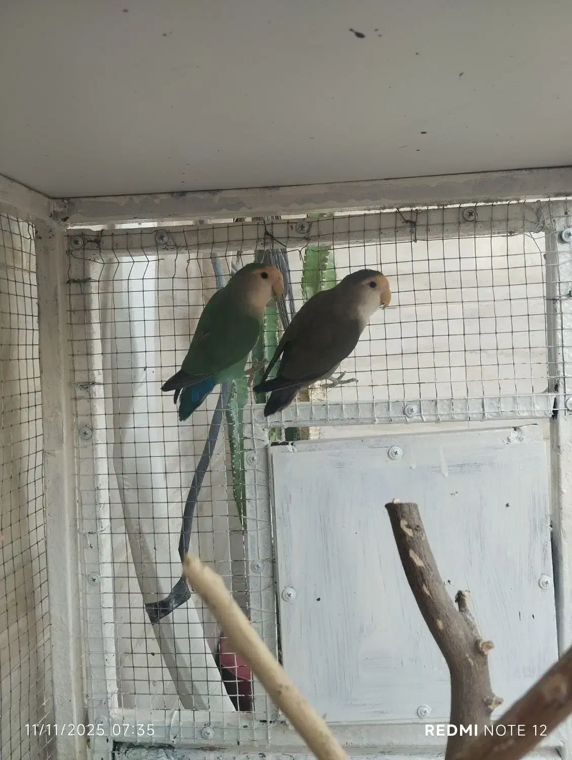 طوطی برزیلی رنگ های خاص دوماده و یک نر|پرنده|برازجان, |دیوار