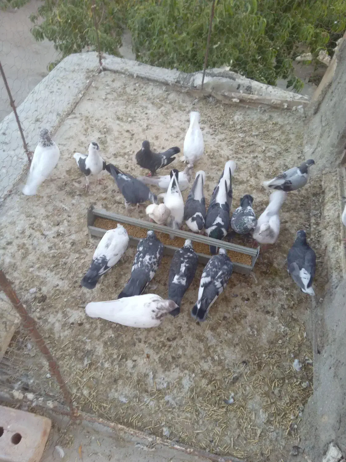کبوتر|پرنده|سجاس رود, |دیوار