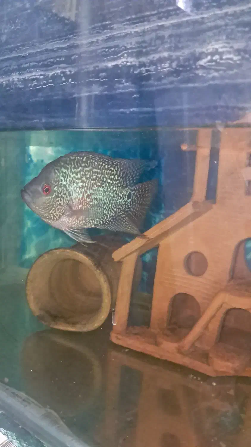 ماهی فلاور قیمت توافقی|ماهی|همدان, |دیوار