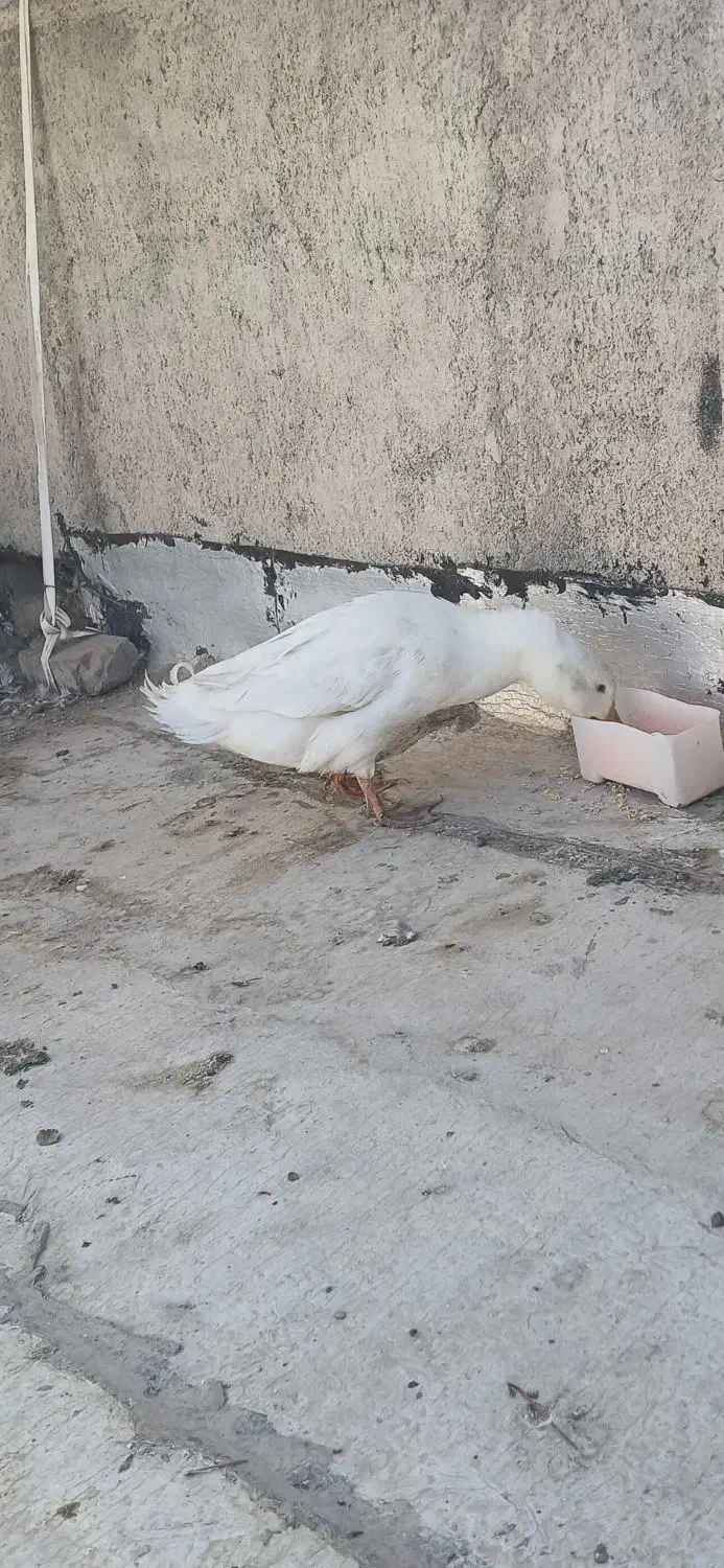 اردک مرغ خروس|حیوانات مزرعه|مشکین‌دشت, |دیوار