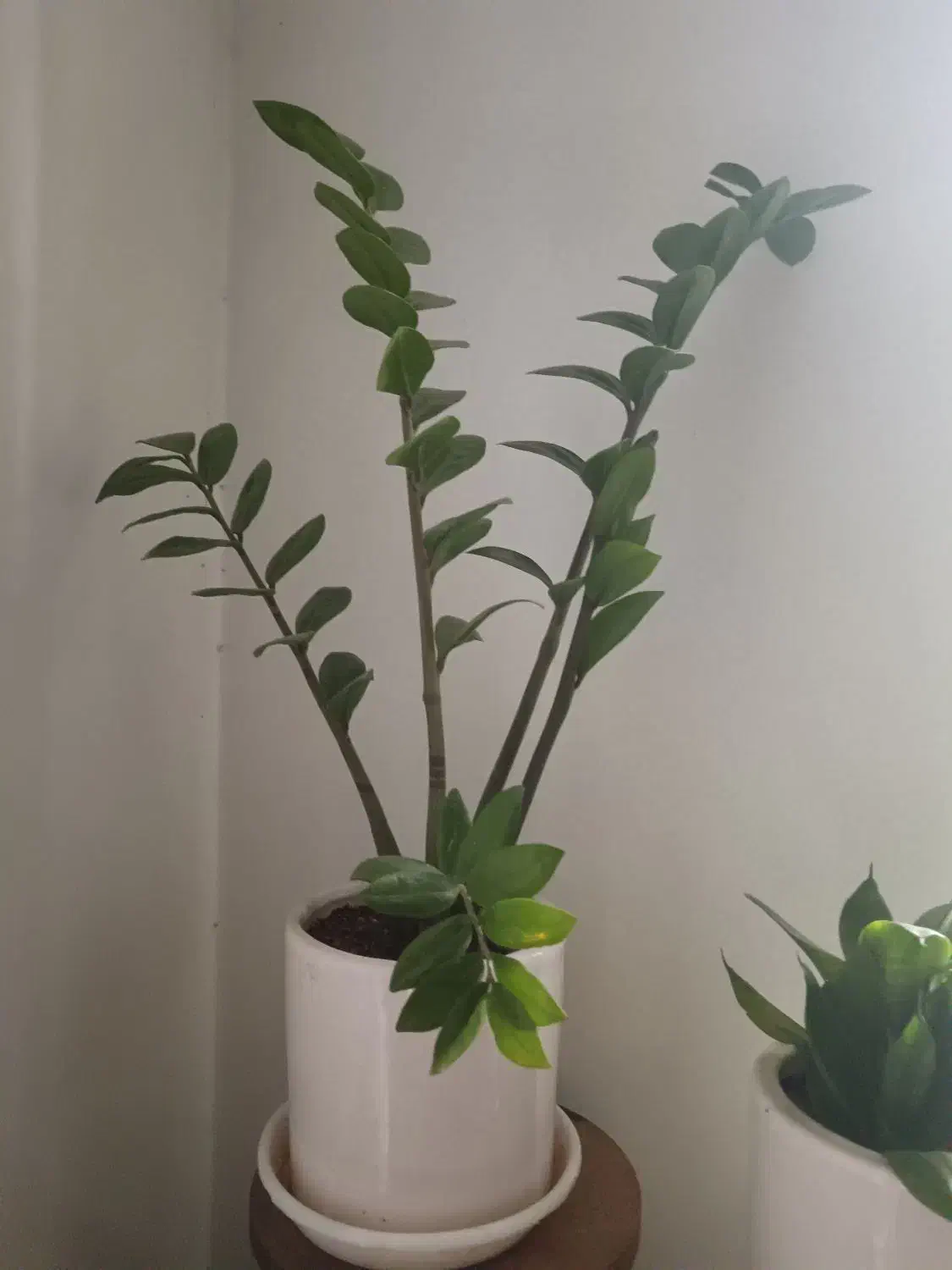 گل طبیعی زامیفولیا و سانسوریا|گل و گیاه طبیعی|شیراز, رکنآباد|دیوار