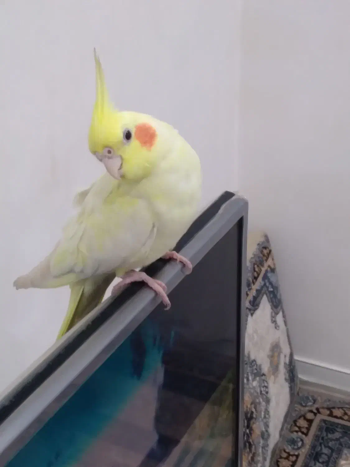 یک عروس رام یکجفت طوطی برزیلی|پرنده|بوکان, |دیوار