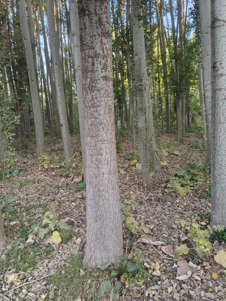 چوب کبوده مرغوب|خدمات باغبانی و درختکاری|لاران, |دیوار