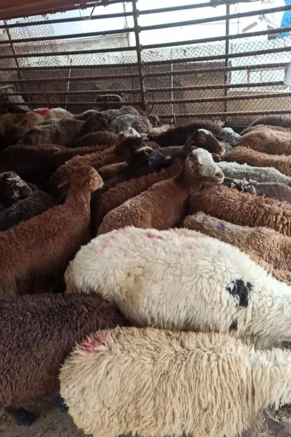 پخش گوسفند زنده کم دنبه بدون تعطیلی بدون واسطه|حیوانات مزرعه|مشهد, نوید|دیوار