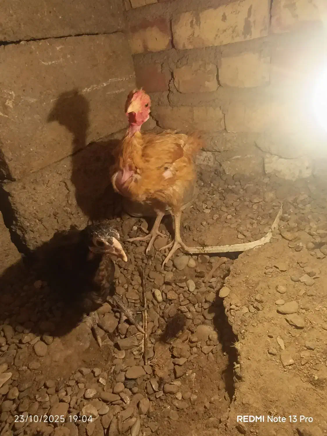 جوجه محلی  شروه ای|حیوانات مزرعه|تیمور آباد, |دیوار