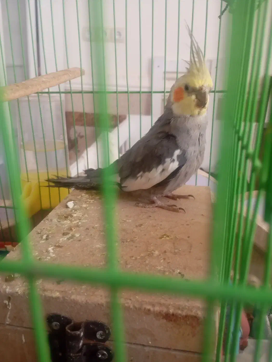 عروس هلندی|پرنده|سراوان, |دیوار