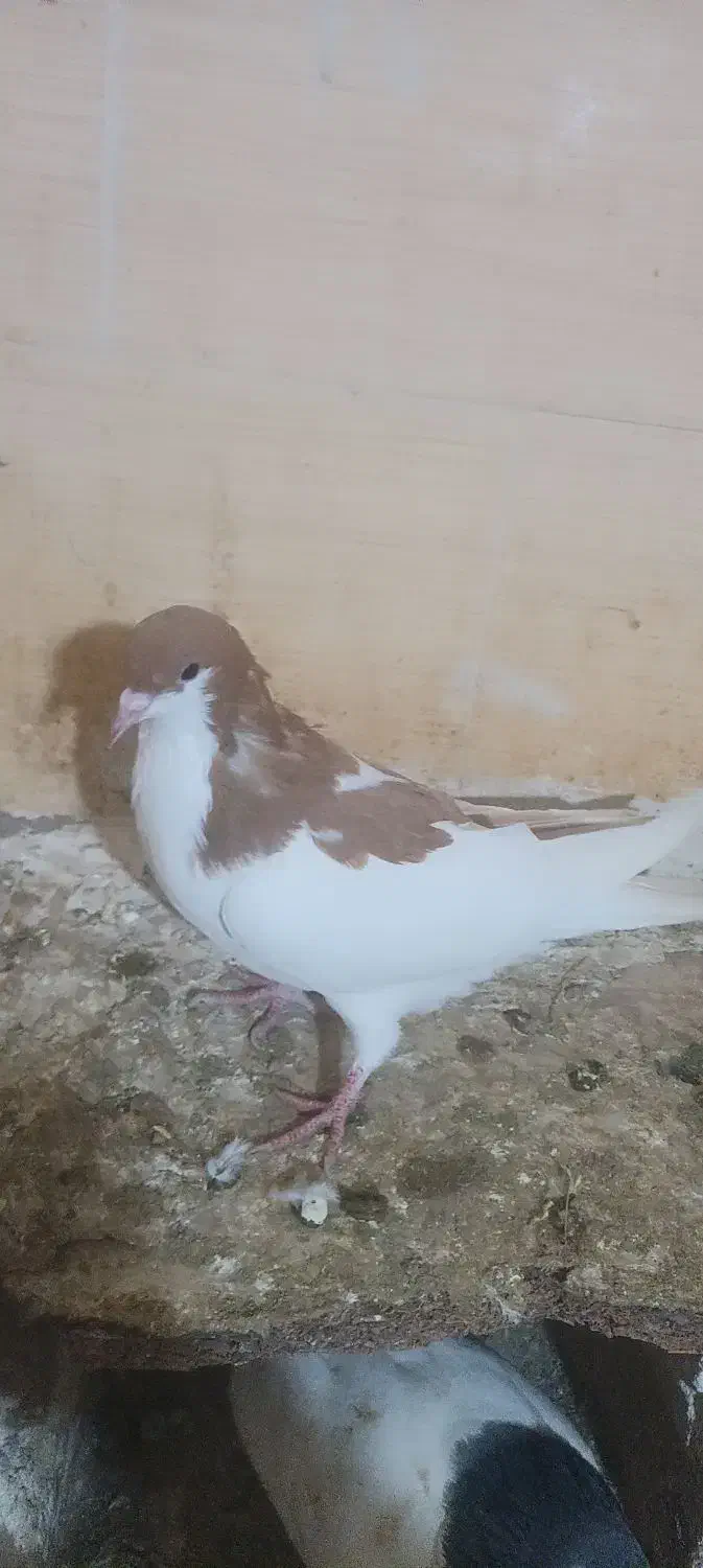 سلام چند تا کفتر|پرنده|بشاریات, |دیوار