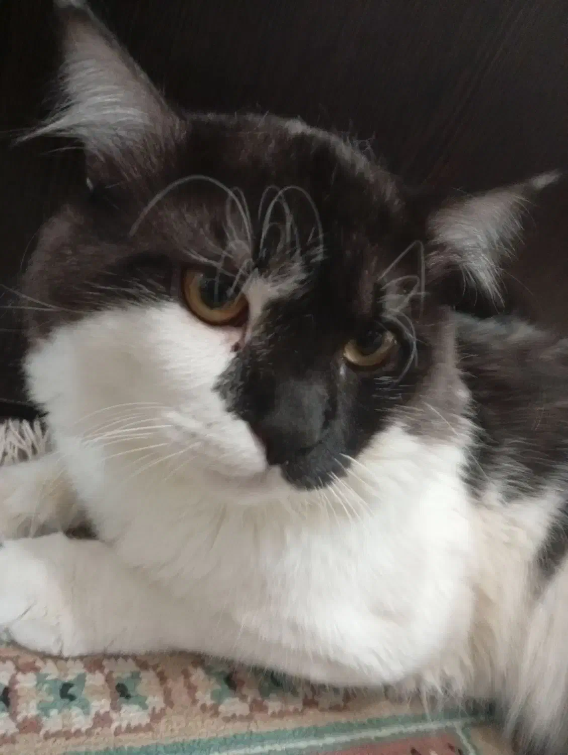 گربه پرشین|گربه|بندرعباس, |دیوار