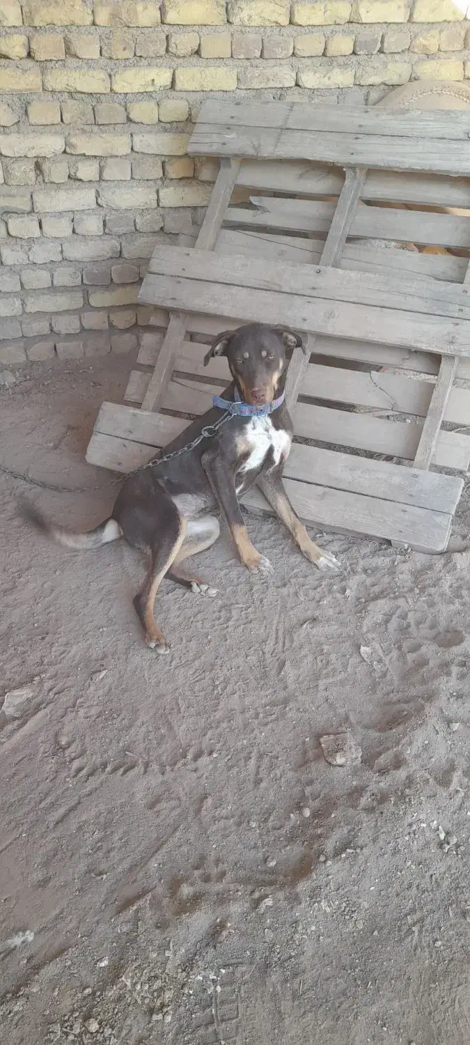 سگ دوبرمن توله|سگ|دشتابی, |دیوار