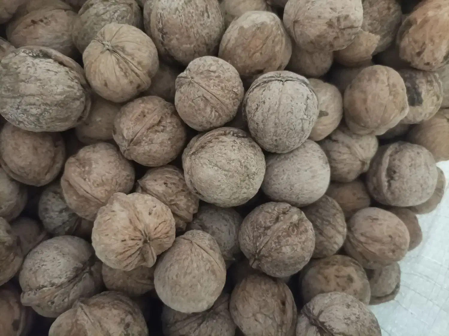 خورده نبات|خوردنی و آشامیدنی|تهران, مسعودیه|دیوار