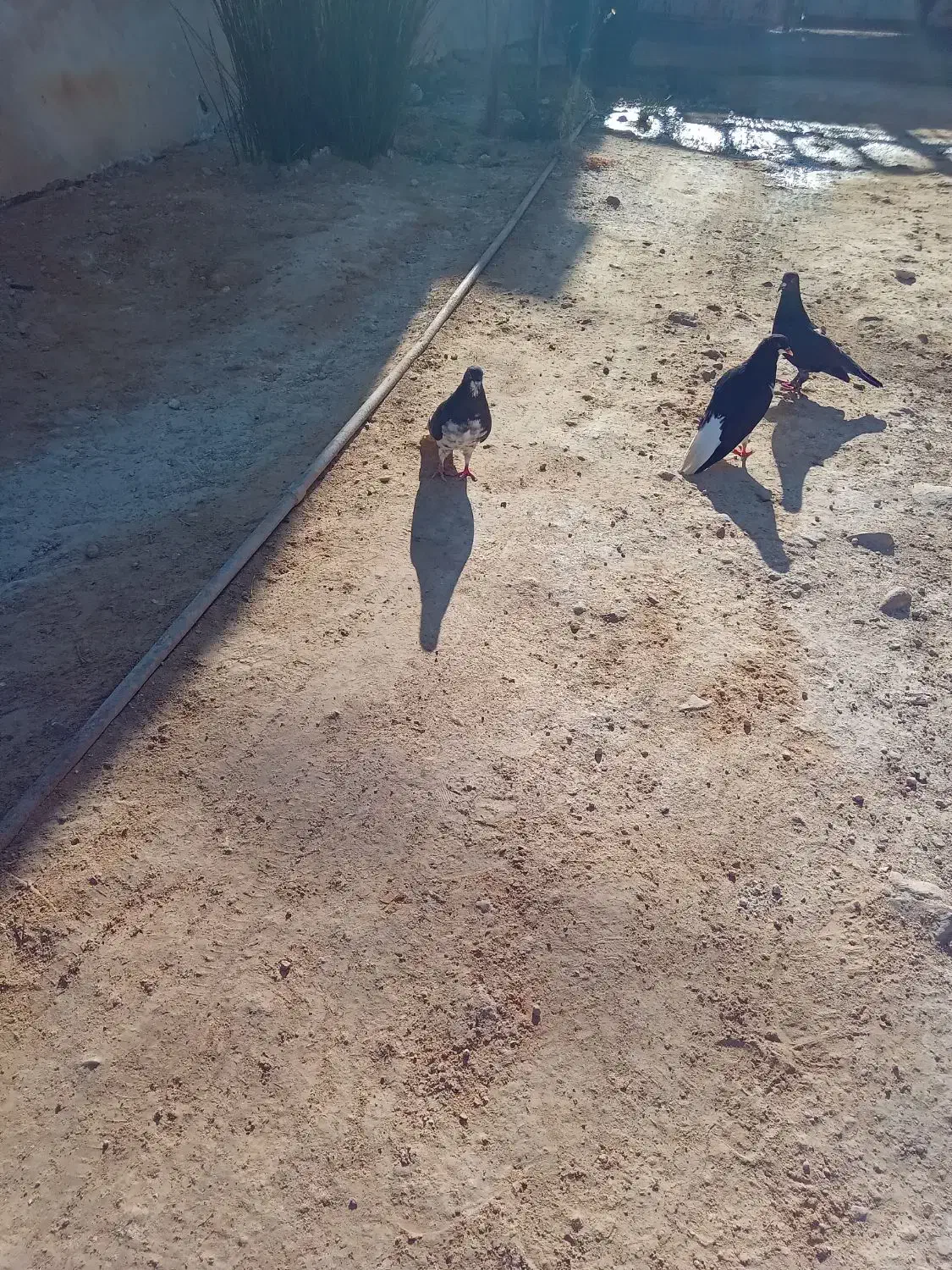 خوشرنگ سیا|پرنده|کوه چنار, |دیوار