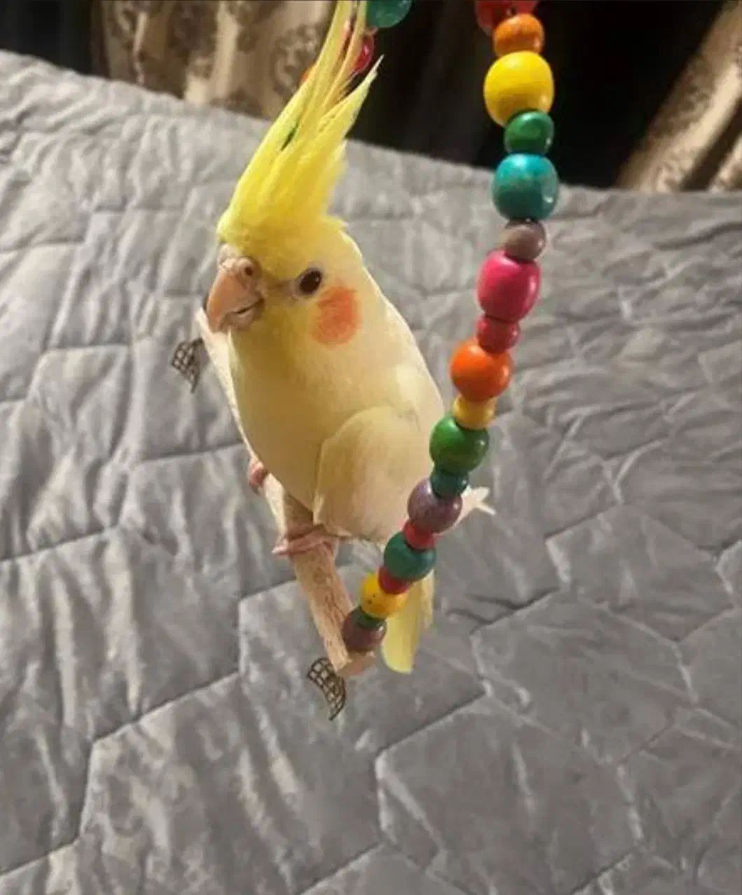 طوطی ملنگو مولد طوطی عروس دستی|پرنده|بهشهر, |دیوار