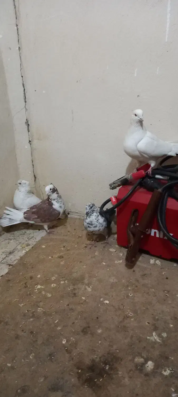 کبوتربگرد|پرنده|کرمانشاه, |دیوار