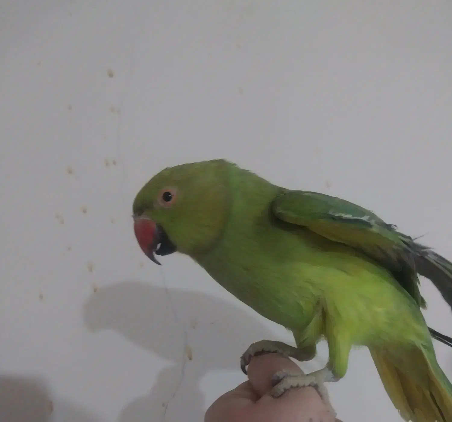 طوطی ماده|پرنده|چابهار, |دیوار