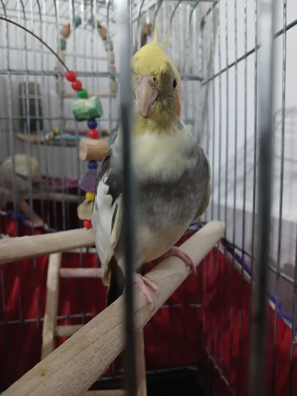 عروس هلندی|پرنده|قرچک, محمد آباد|دیوار