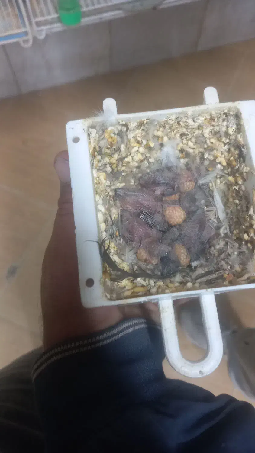 فنچ|پرنده|چناران, |دیوار