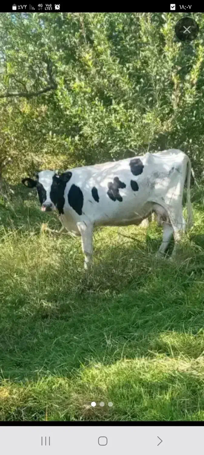 گاو شیری حامله با گوساله ماده|حیوانات مزرعه|اسلام آباد, |دیوار