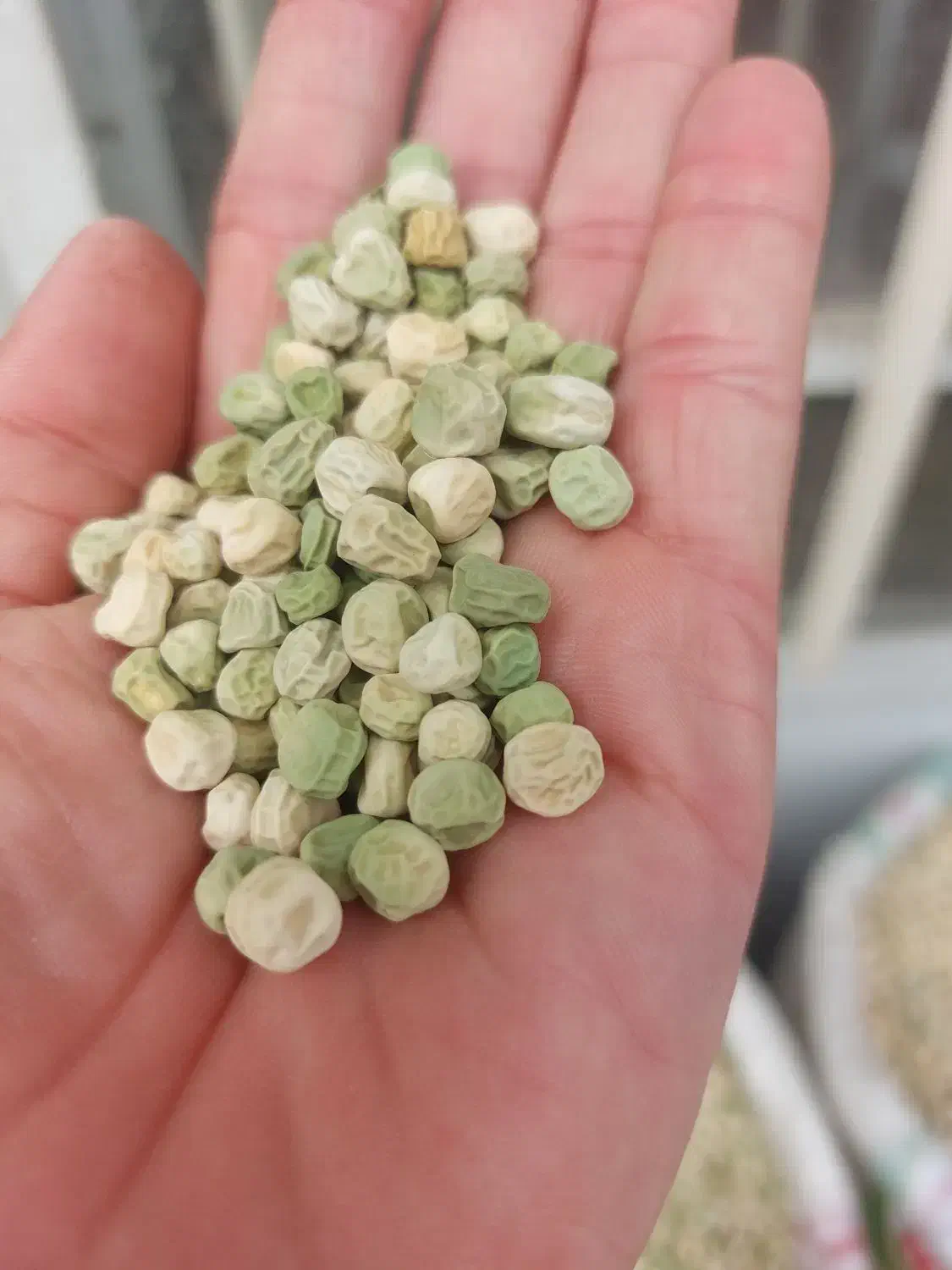 بذر نخود فرنگی دومنظوره نسل اول|عمده‌فروشی|گرگان, |دیوار